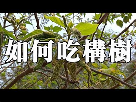 有結果的樹|構樹